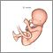 Fetus (12 weeks old)